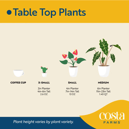 14" Tall Dracaena Janet Craig, Bright Indirect Sunlight, Indoor Live House Plants, 2-Pk